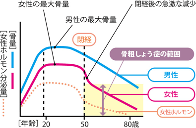 骨量と女性ホルモンの関係性