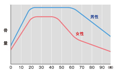 骨量の変化