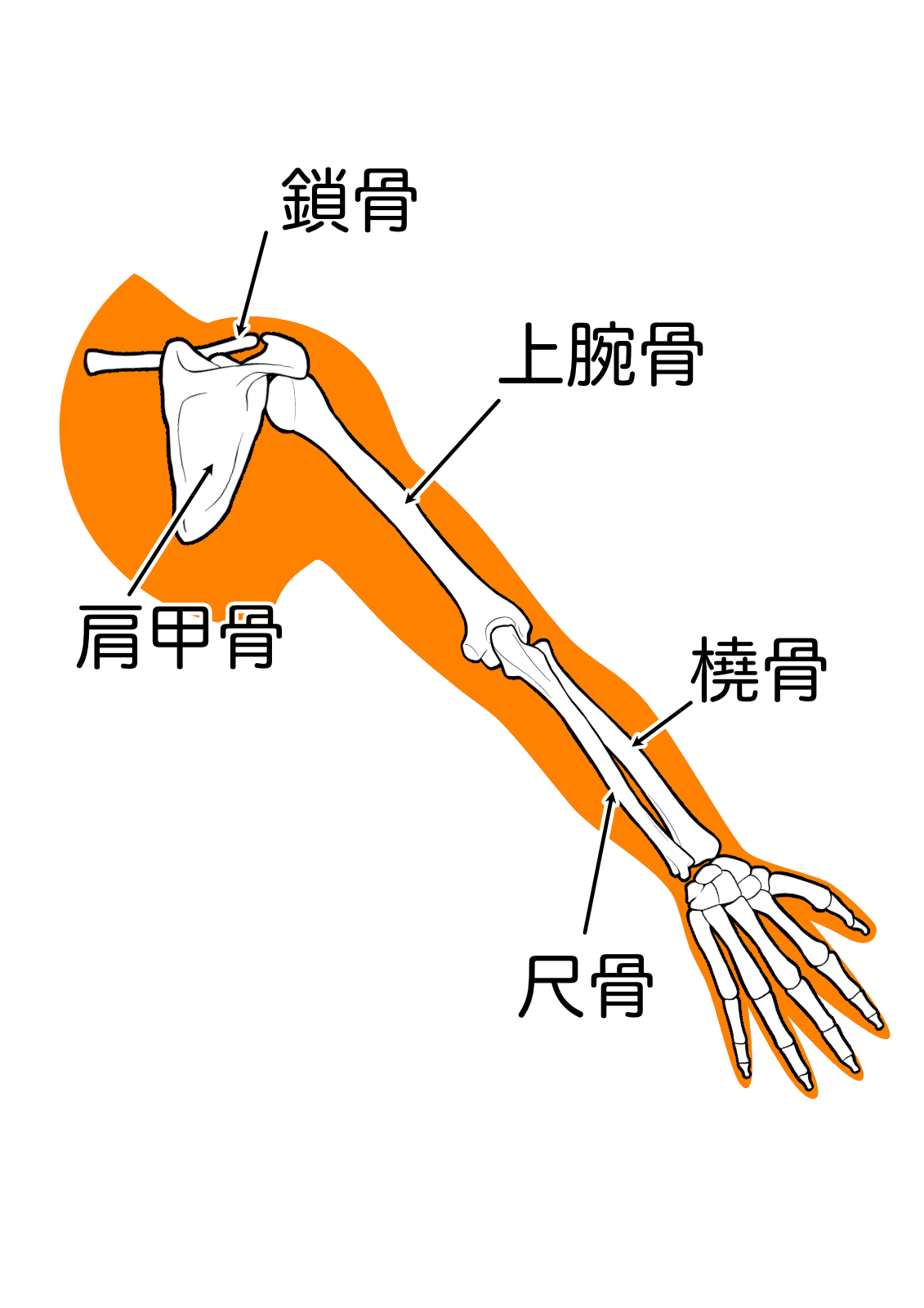 肘関節を構成する骨のイラスト