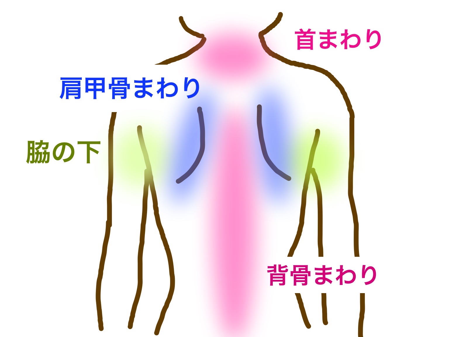 褐色脂肪細胞の分布図
