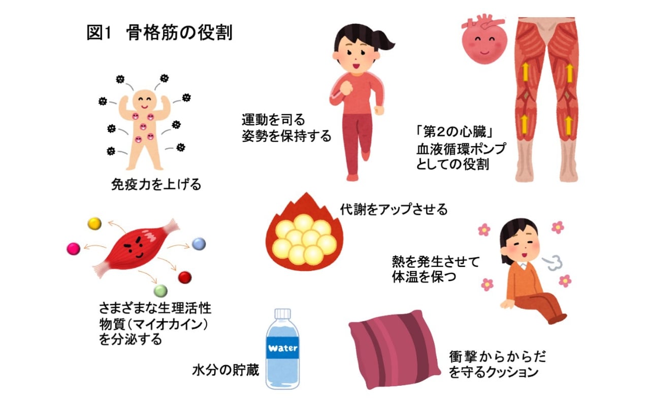 骨格筋の役割