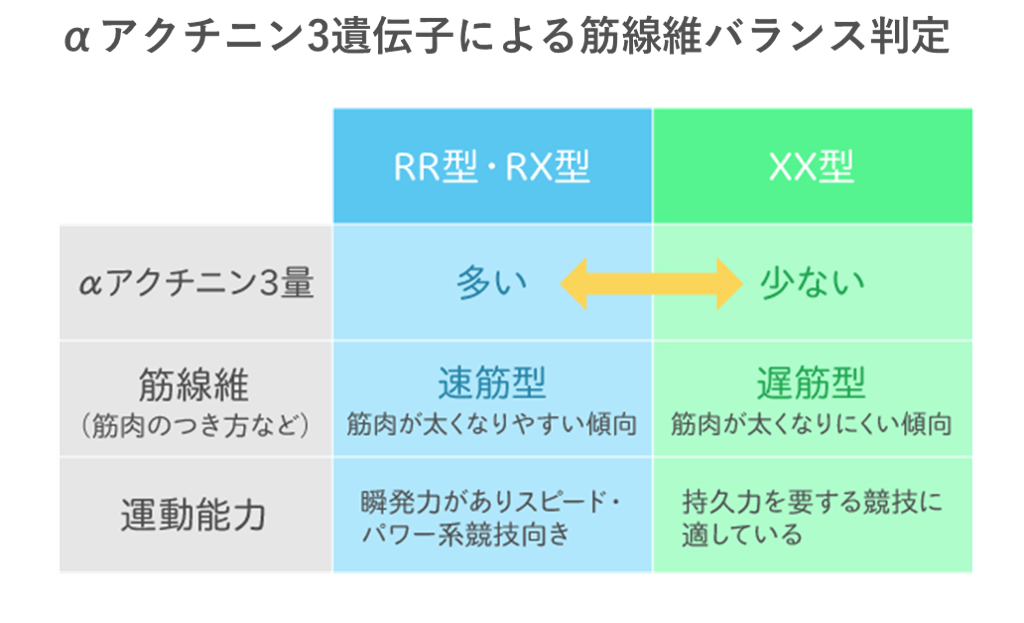 αアクチンニン3遺伝子の比較表