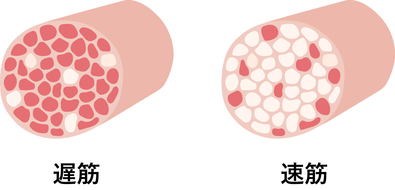 速筋と遅筋のイラスト図