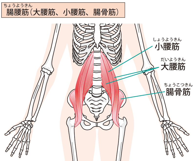 腸腰筋イラスト2