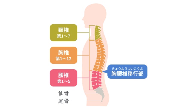脊柱の人体イラスト画像