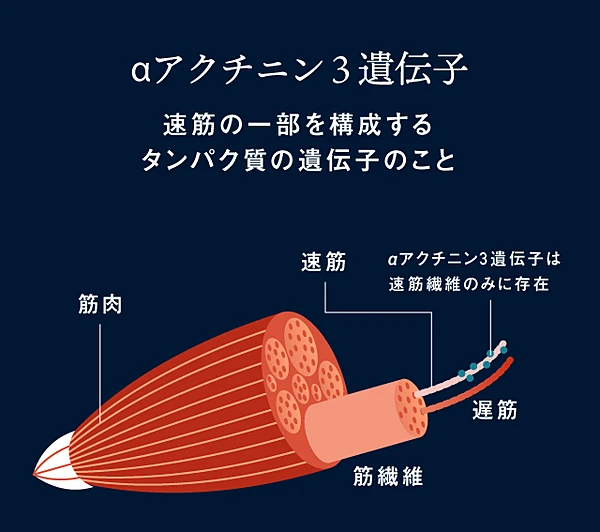 αアクチンニン3遺伝子