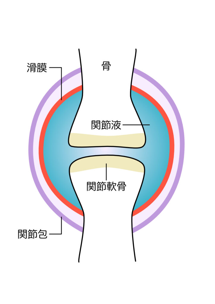 膝の関節腔内のイラスト