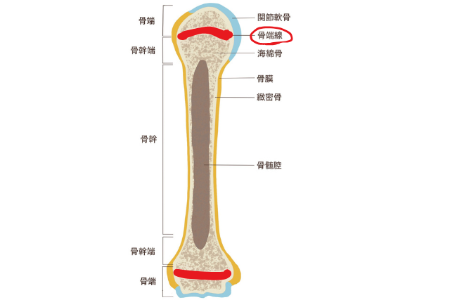 大腿骨の骨端線イラスト