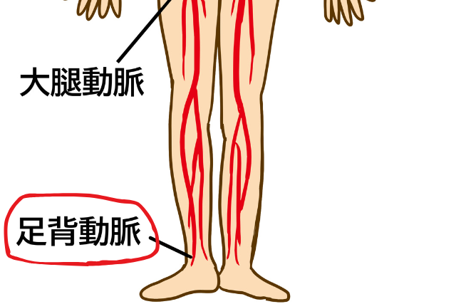 足背動脈のイラスト